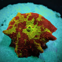 Discosoma spp. (Jawbreaker) (Grade A) (1 ear)
