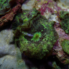 Discosoma marmoratus (1 ear)