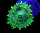 Discosoma neglecta (Green) (1 ear)