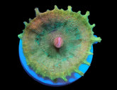 Discosoma neglecta (Premium) (1 ear)