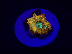 Discosoma spp. (Special Selected) (1 ear)