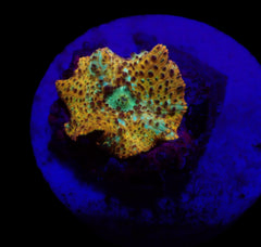 Discosoma spp. (Special Selected) (1 ear)