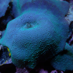 Discosoma spp. (Blue) (Grade A)