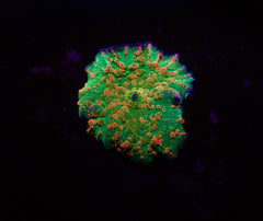 Discosoma spp. (Special Selected) (Ultra) (1 ear)