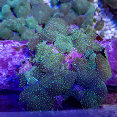 Discosoma spp. (Spotted) (per ear)