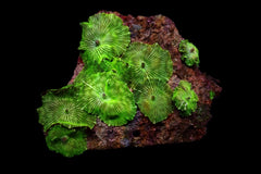 Discosoma spp. (Striped)