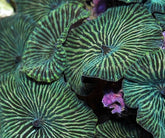 Discosoma striatus