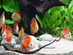 S.discus Discus red marlboro 7-8 cm