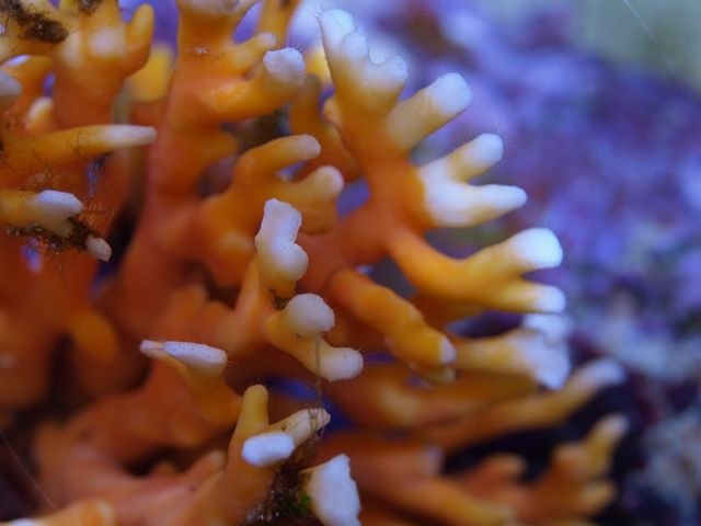 Distichopora violacea - Stylaster (Orange)