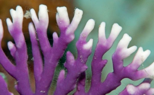 Distichopora violacea - Stylaster (Purple)
