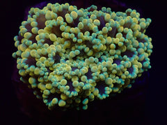 Euphyllia divisa (Abrolhos Islands) (Ultra)