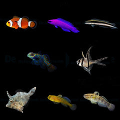 DJM bred fish package 13 (Mix)
