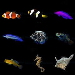 DJM bred fish package 14 (Mix)