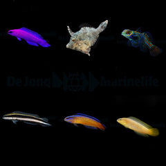 DJM bred fish package 15 (Mix)