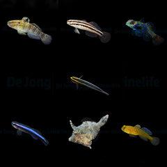 DJM bred fish package 18 (Mix)