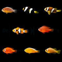 DJM bred fish package 6 (Clownfish)