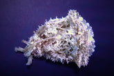 Dolabella auricularia