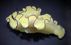 Doriprismatica atromarginata