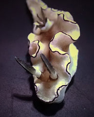 Doriprismatica atromarginata