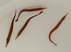 Doryrhamphus excisus