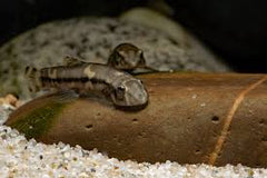 Protomyzon pachychilus Panda loach SM@