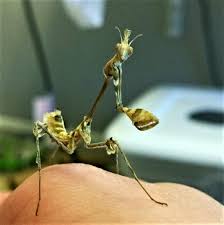 Violin Mantis bidsprinkhaan