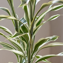 Dracena compact white-green pot