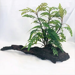 Driftwood met hygrophila pinatifida @