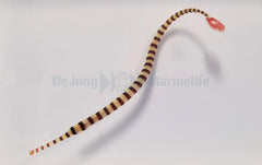 Dunckerocampus dactyliophorus