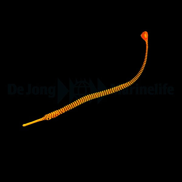 Dunckerocampus pessuliferus - DJM Bred