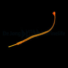Dunckerocampus pessuliferus - DJM Bred