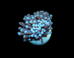 Euphyllia cristata (Common) (1 hd.)