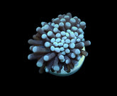 Euphyllia cristata (Common) (1 hd.)