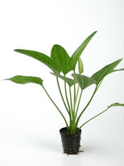 Echinodorus radicans in pot