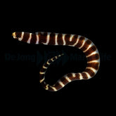 Echidna polyzona