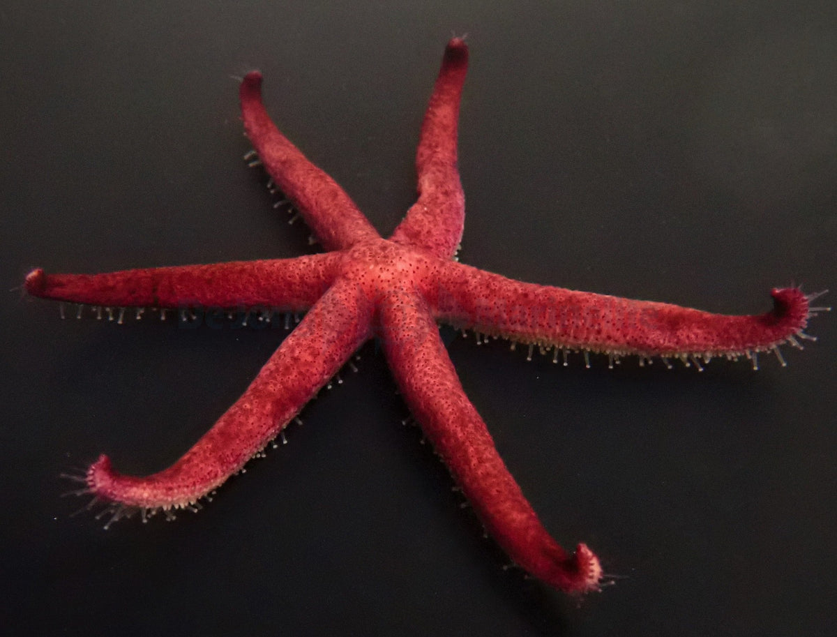 Echinaster luzonicus