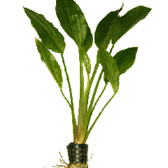 Echinodorus argentinensis pot