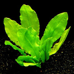 Echinodorus martii (major) pot