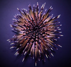 Echinometra mathaei (Premium color)