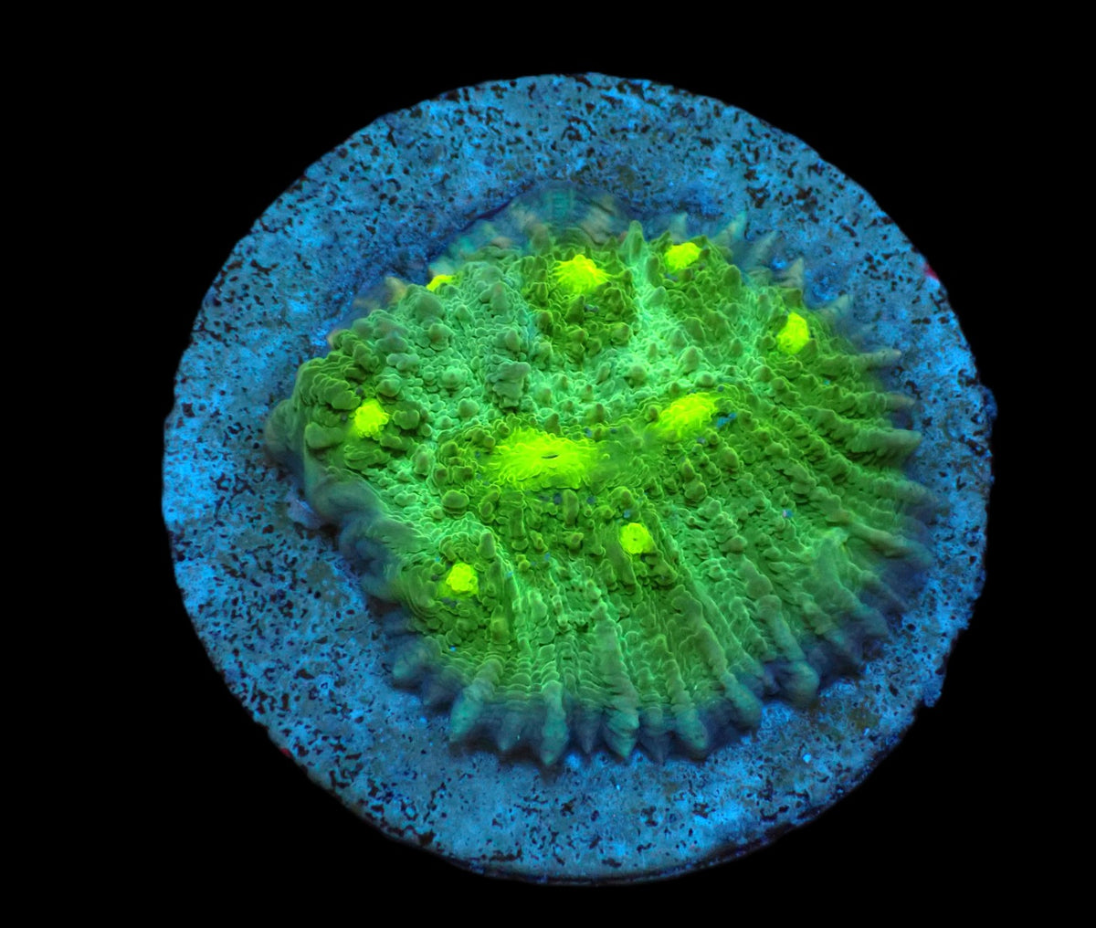 Echinophyllia sp. (Green Ultra) (DJM frag) pb 121