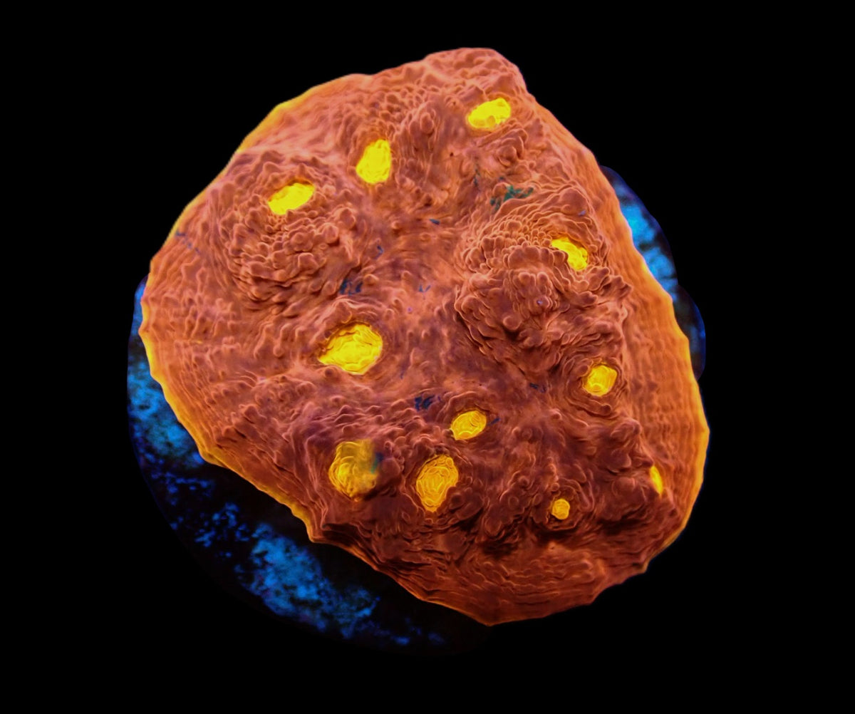 Echinophyllia sp. (Kiss of Fire) (DJM frag) pb 511