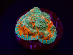 Echinophyllia spp. (Ultra) (frag)