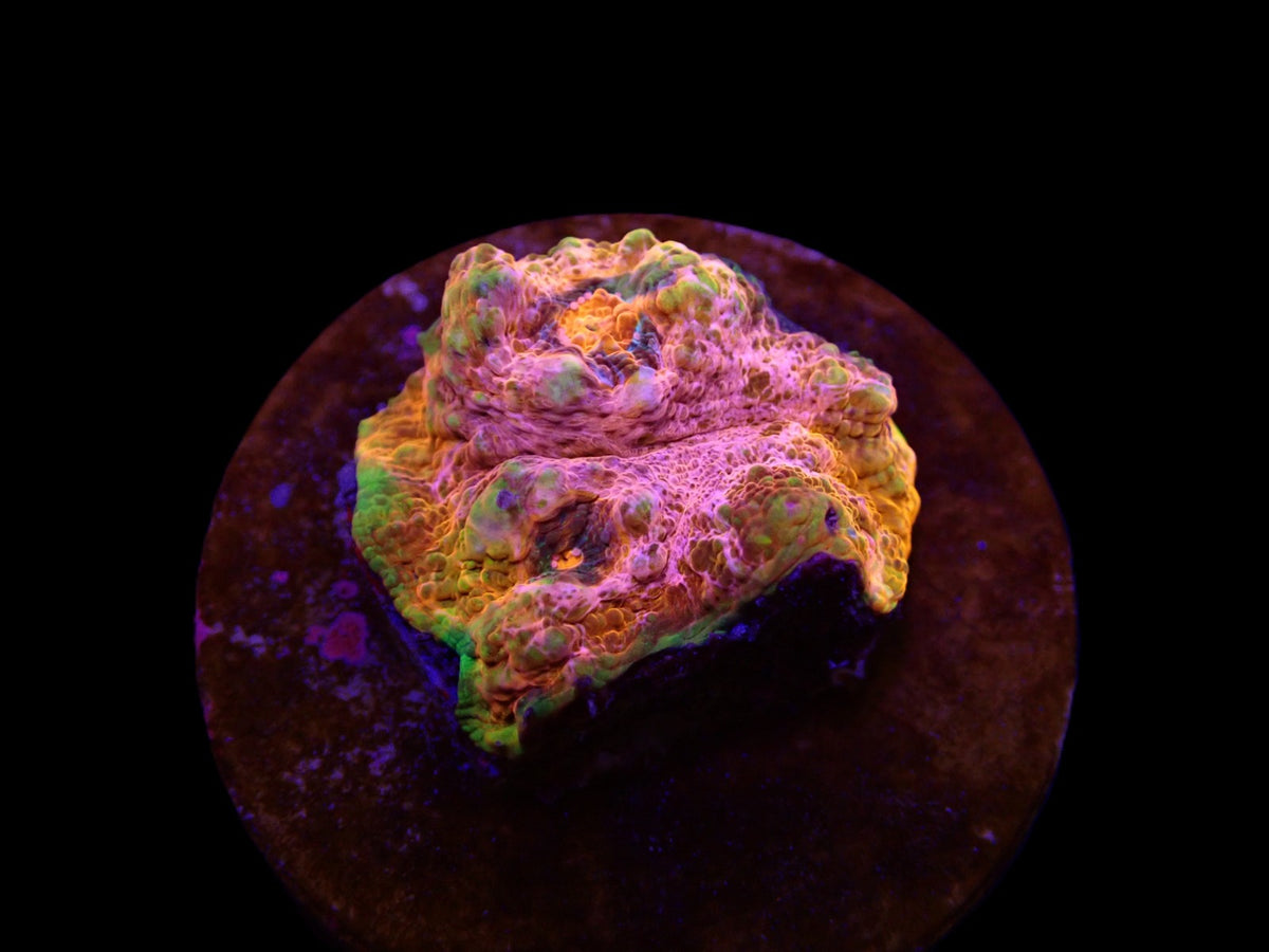 Echinophyllia spp. (Master Grade) (frag)