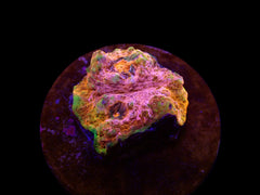 Echinophyllia spp. (Master Grade) (frag)