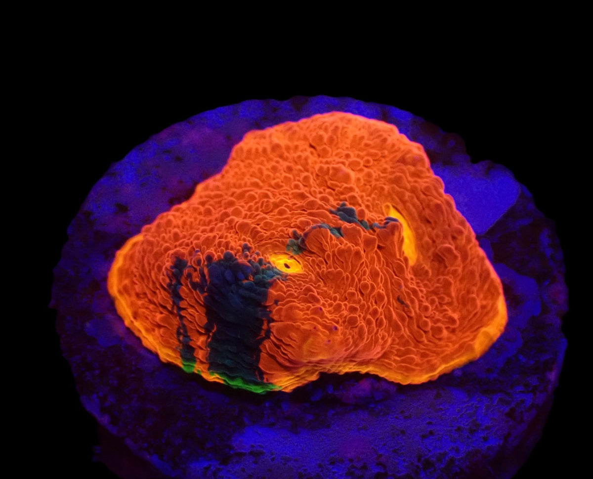 Echinophyllia sp. (Rainbow) (DJM frag) o 621
