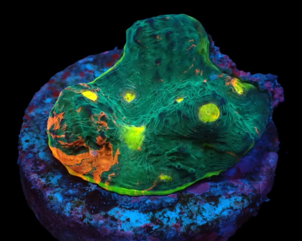 Echinophyllia sp. (Rainbow) (DJM frag) pb 389