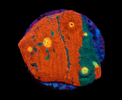 Echinophyllia sp. (Rainbow) (DJM frag) pb 634