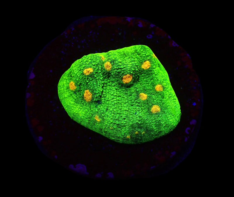 Echinophyllia spp. (Space Invader) (frag)