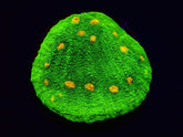 Echinophyllia spp. (Space Invader)