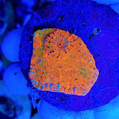 Echinophyllia spp. (Master Grade) (frag)